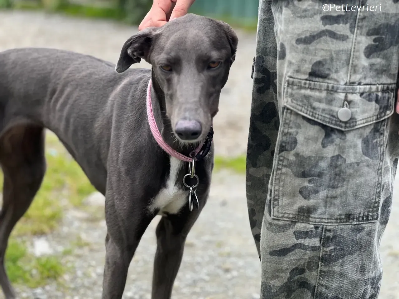 Lady adozione levrieri greyhound 24