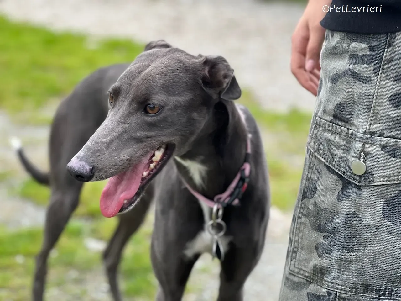 Lady adozione levrieri greyhound 26