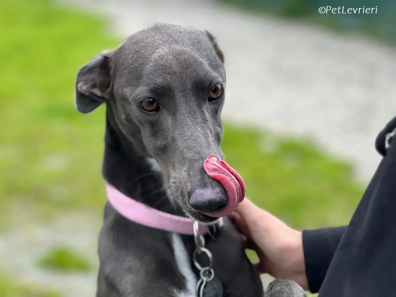 Lady adozione levrieri greyhound 27