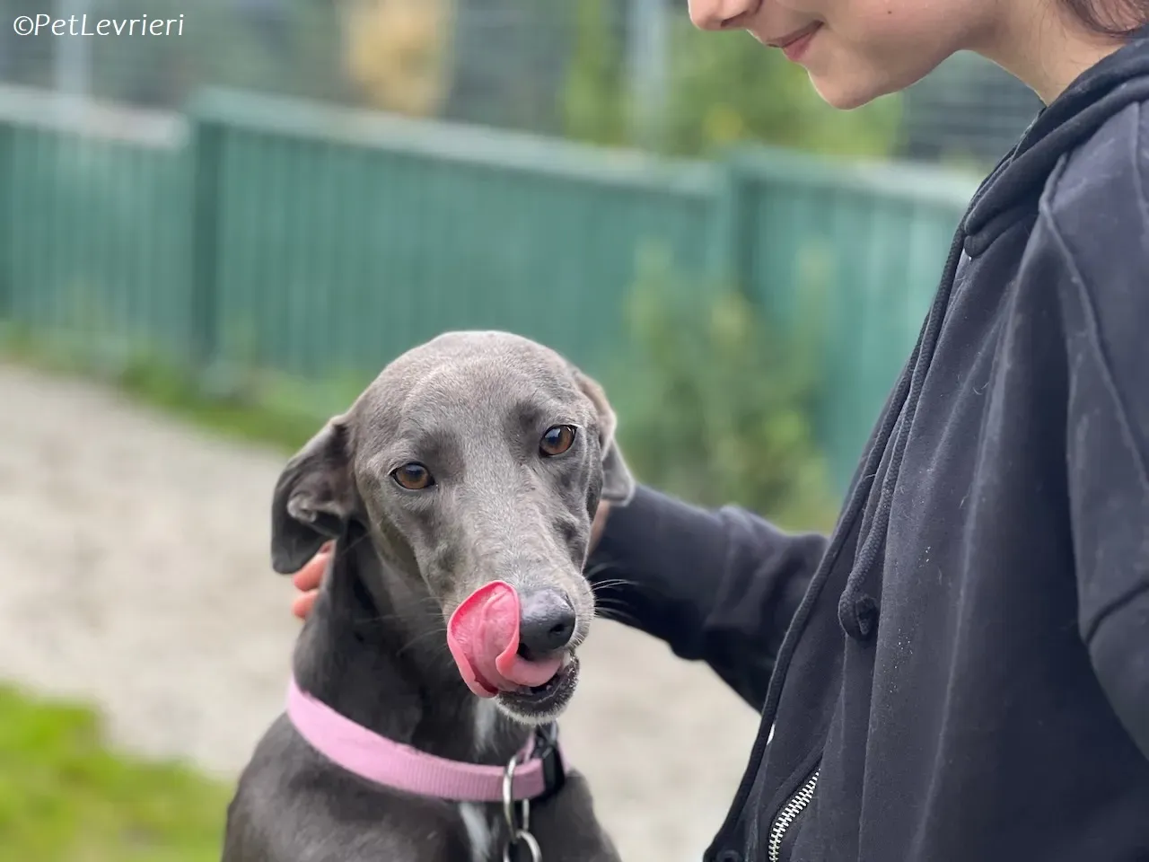 Lady adozione levrieri greyhound 28