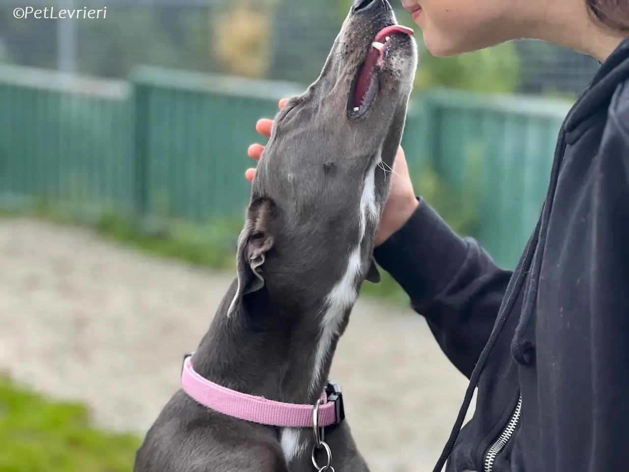 Lady adozione levrieri greyhound 29