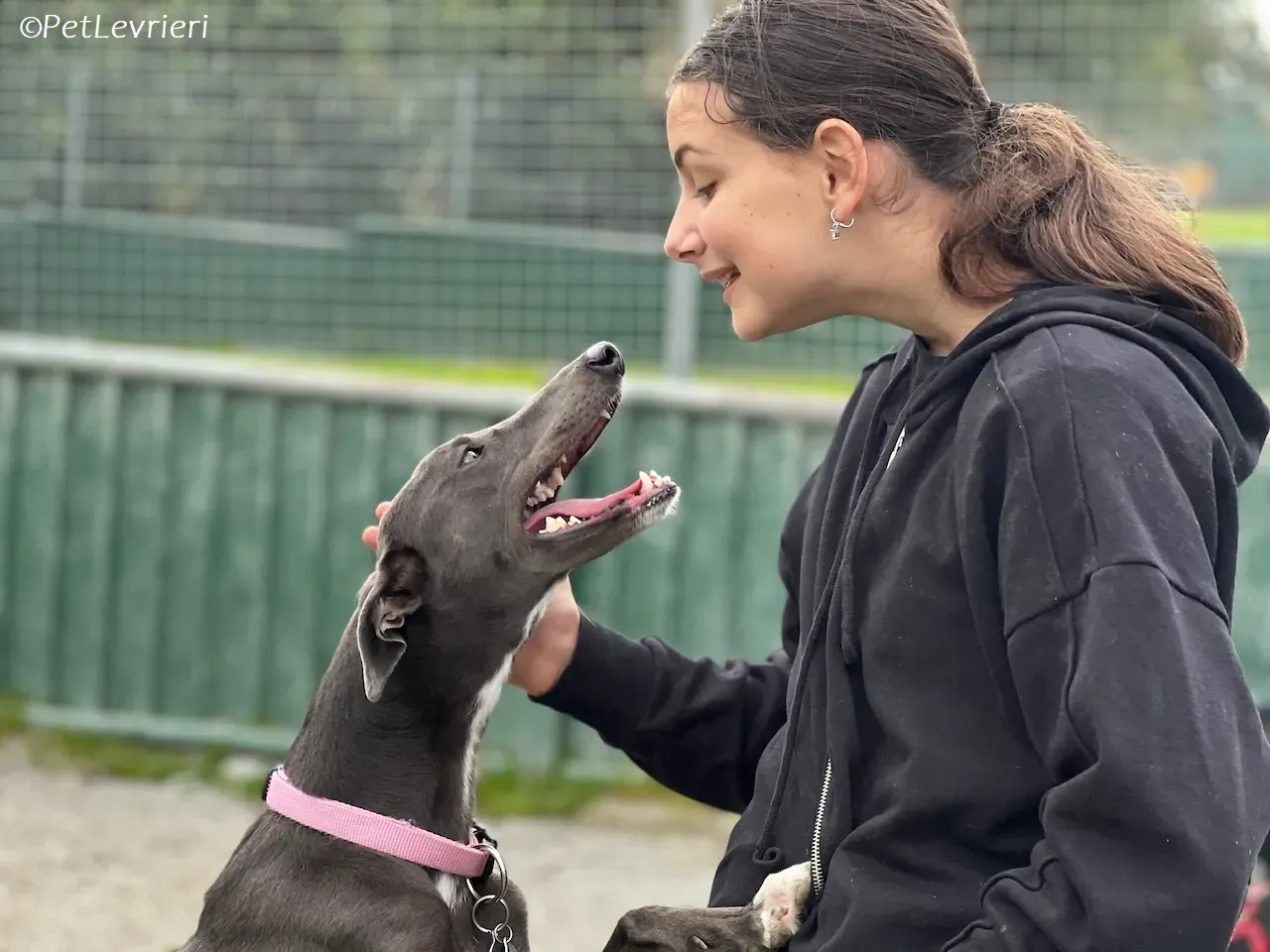 Lady adozione levrieri greyhound 30