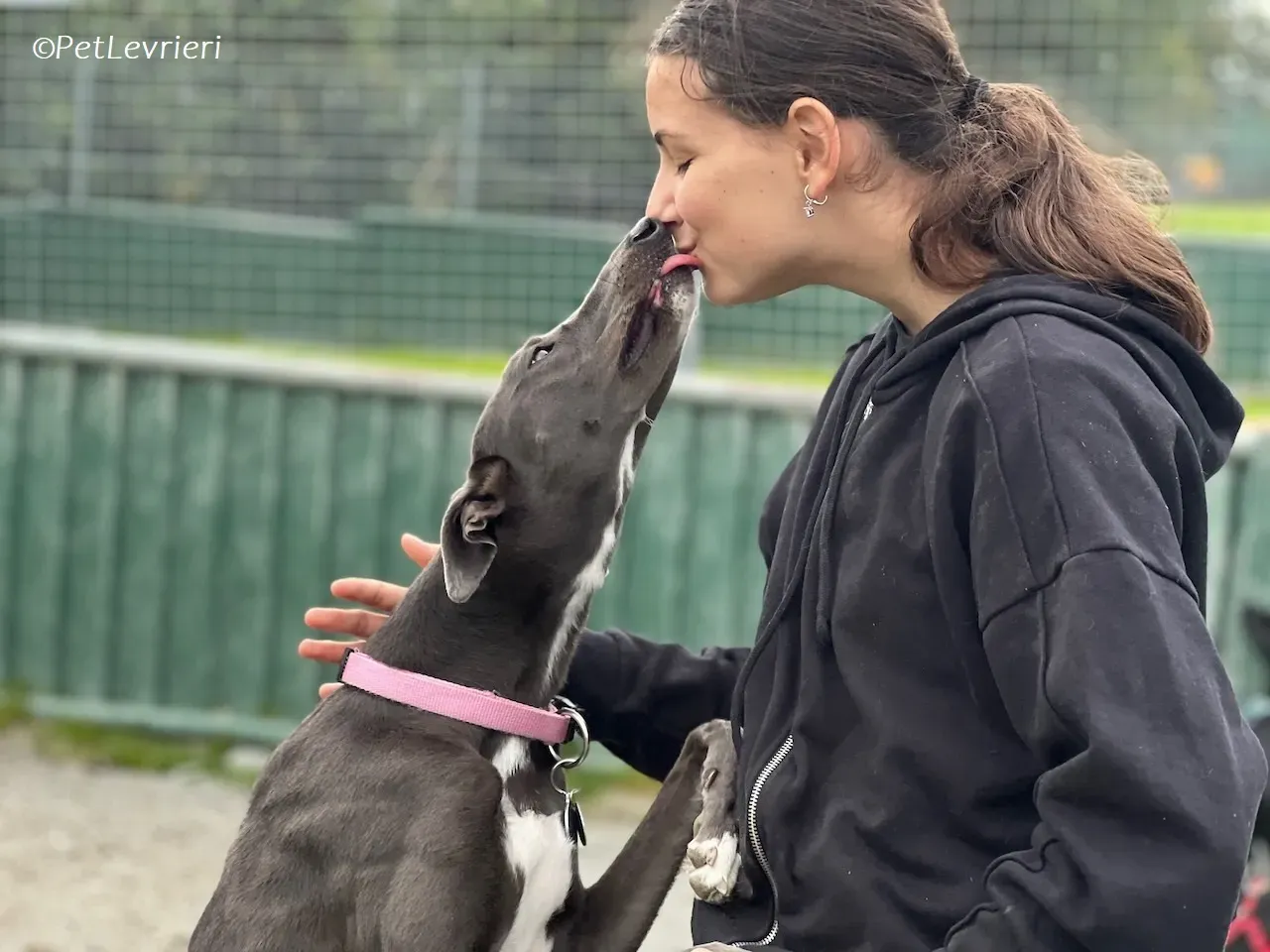 Lady adozione levrieri greyhound 31