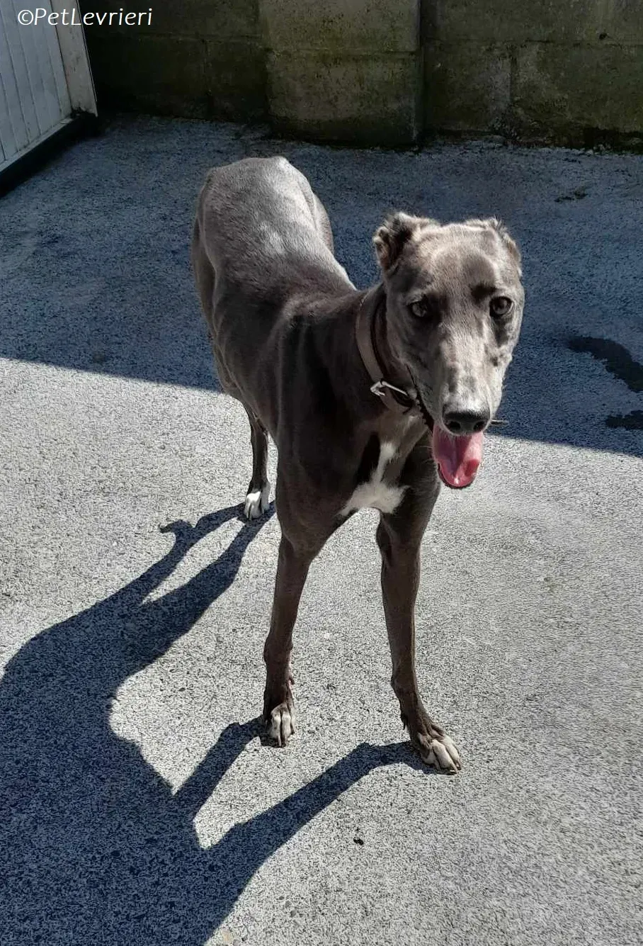 Lady adozione levrieri greyhound 2