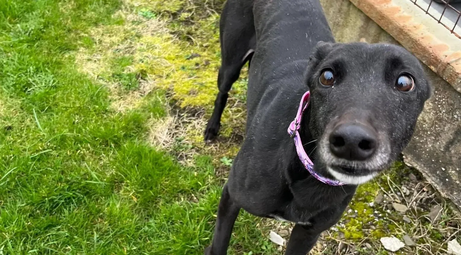 Lady adozione levrieri greyhound 8 e1677959806170