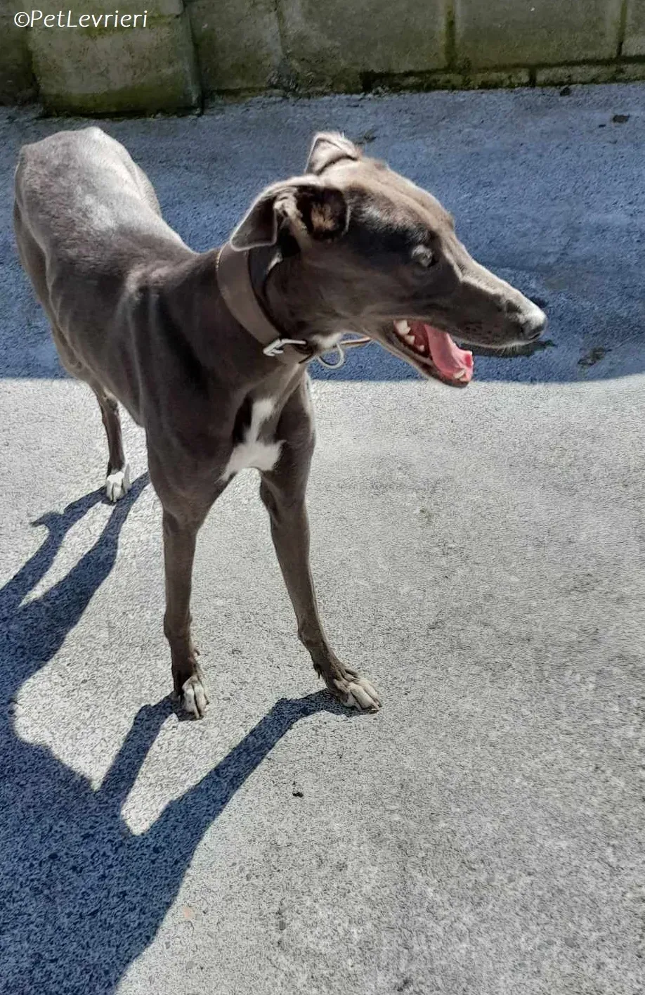 Lady adozione levrieri greyhound 3