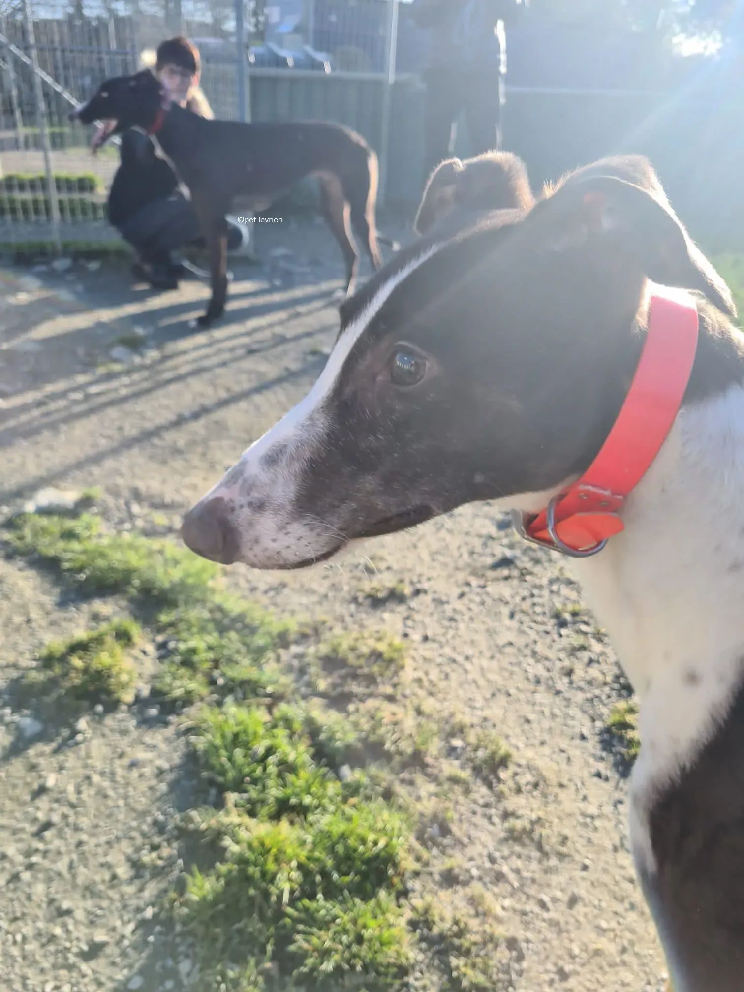 Lady adozione levriero greyhound 1