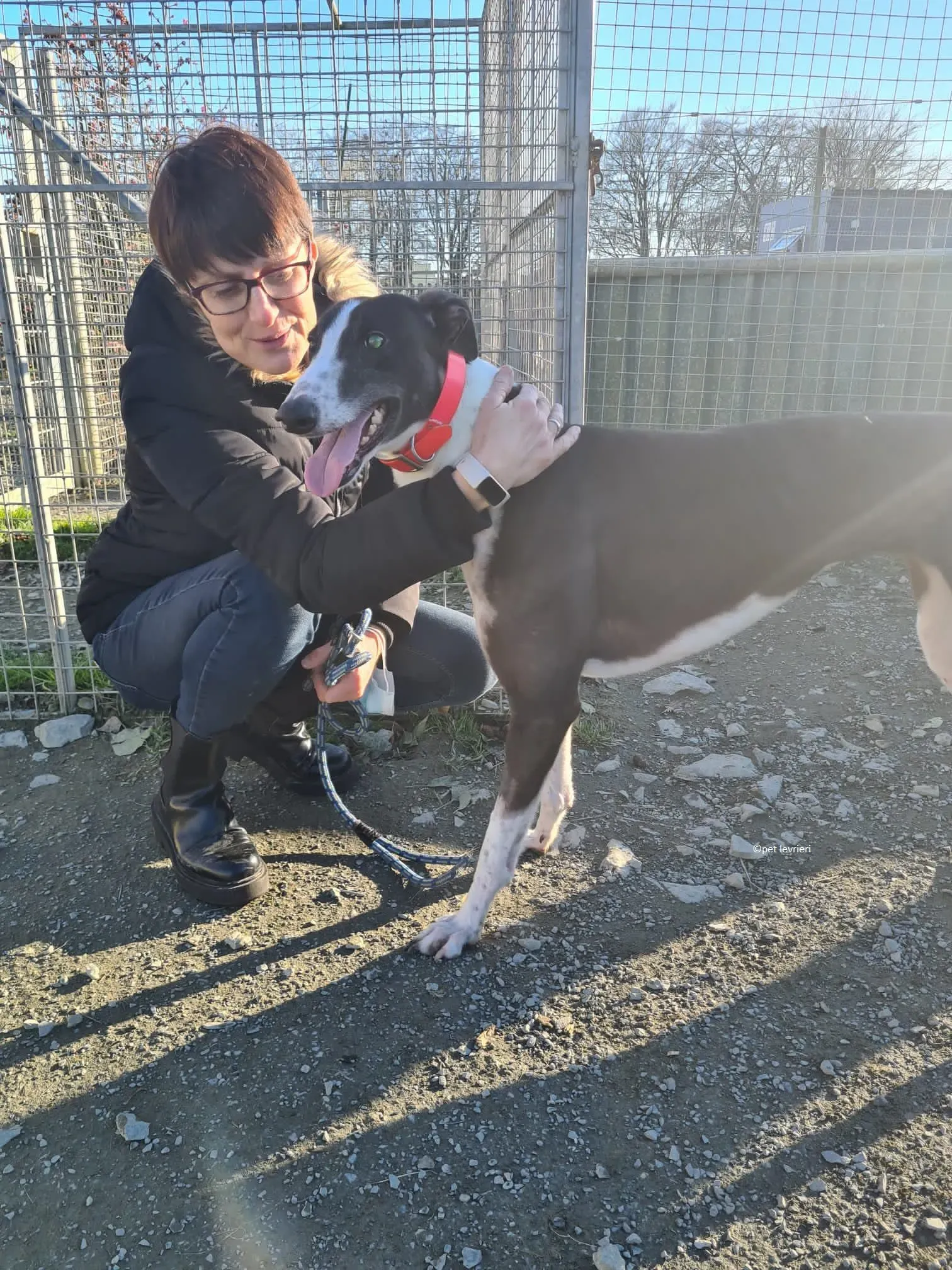 Lady adozione levriero greyhound 2