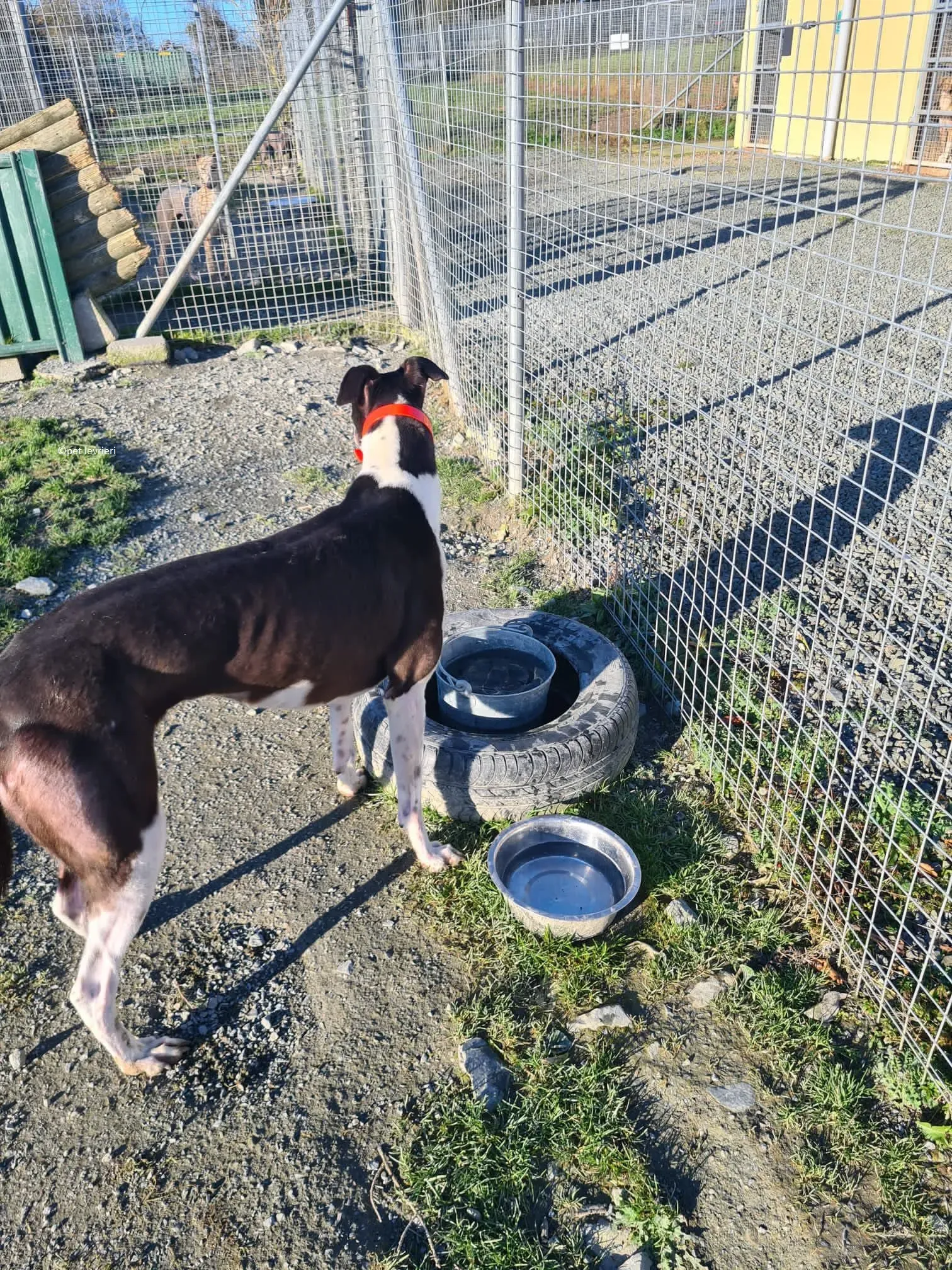 Lady adozione levriero greyhound 3