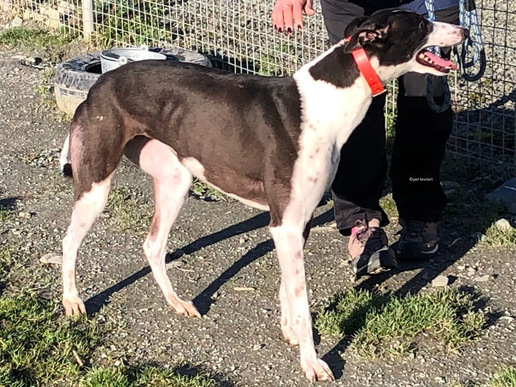 Lady adozione levriero greyhound 4