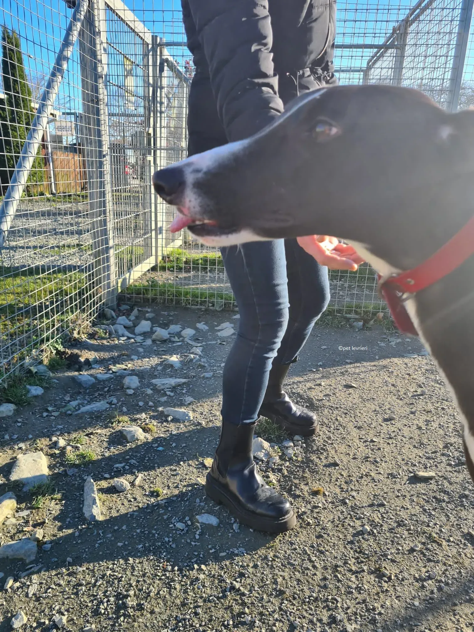 Lady adozione levriero greyhound 5