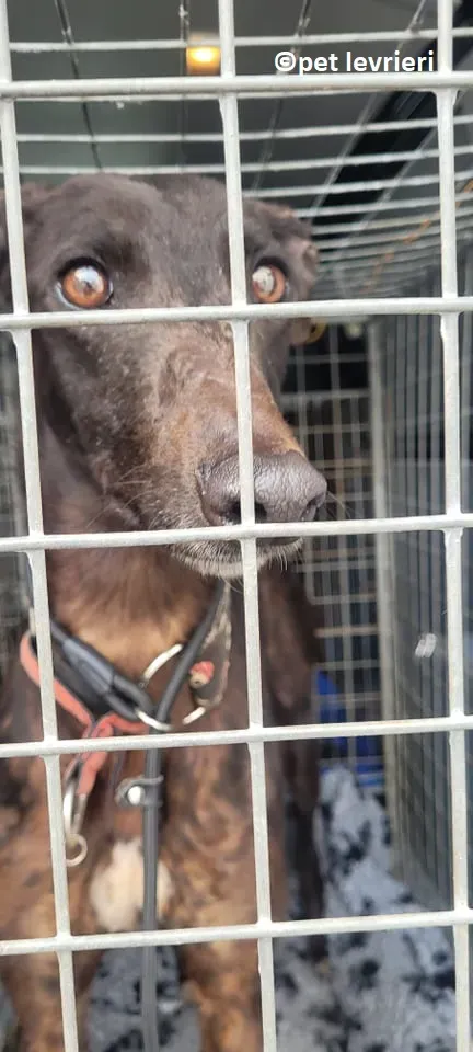 Lady adozione levriero greyhound1