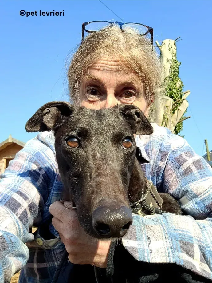 Lady adozione levriero greyhound2