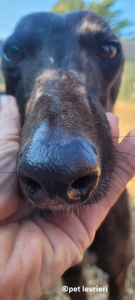 Lady adozione levriero greyhound3