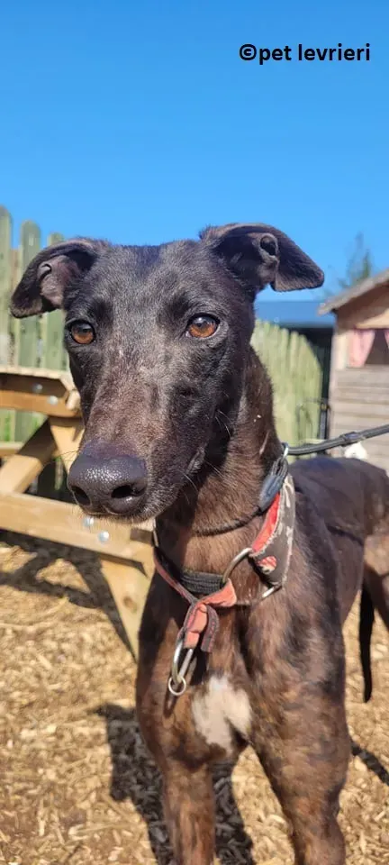 Lady adozione levriero greyhound5
