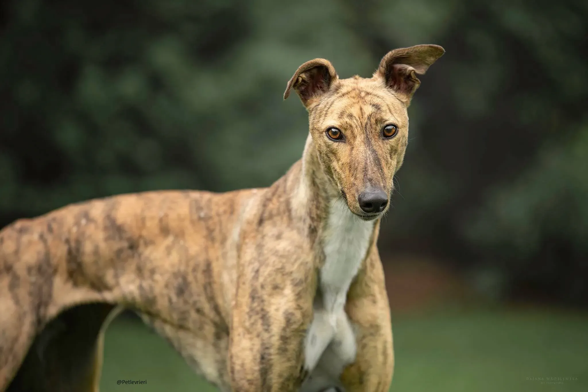 Lady greyhound pet.levrieri.adozione 1