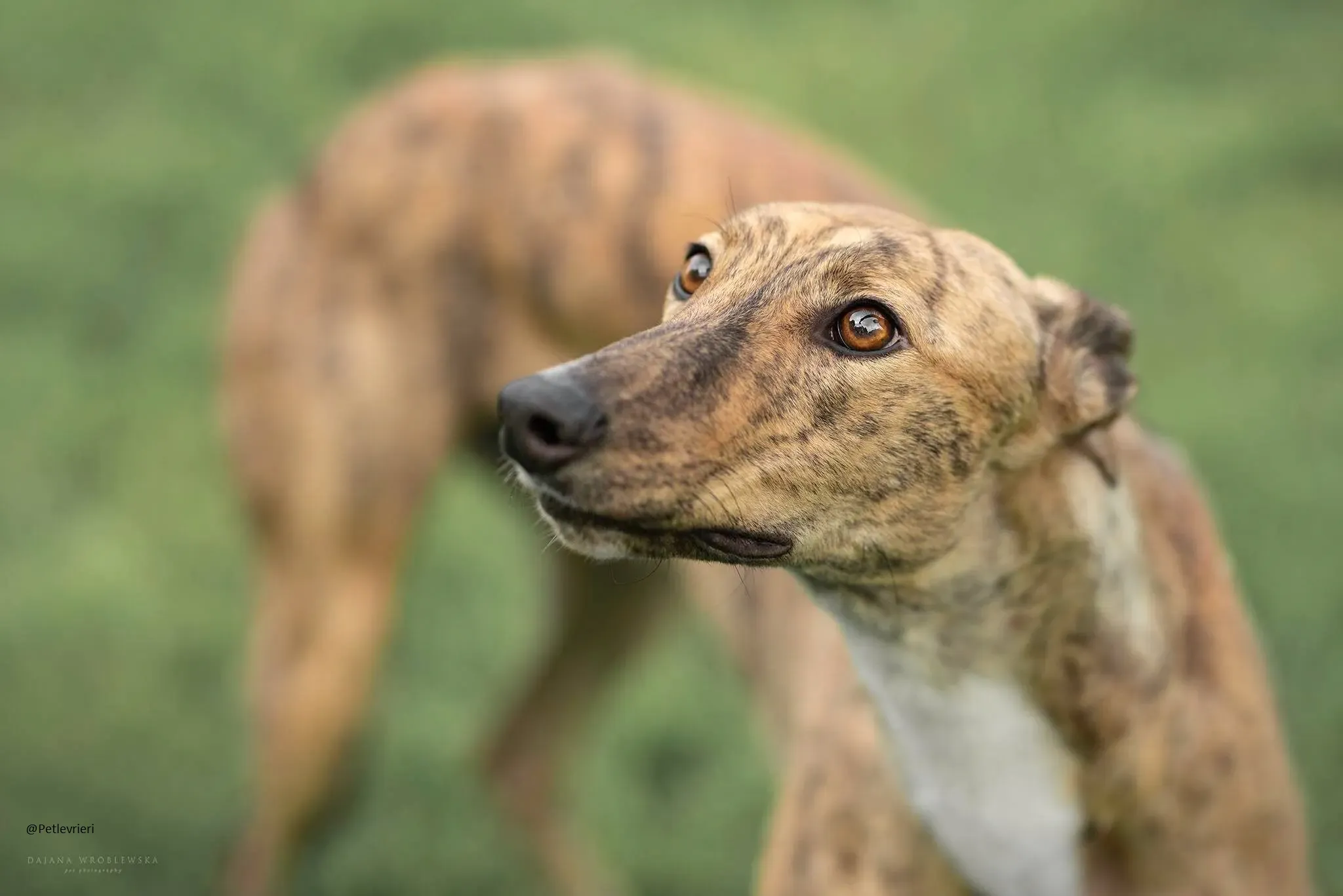 Lady greyhound pet.levrieri.adozione 2