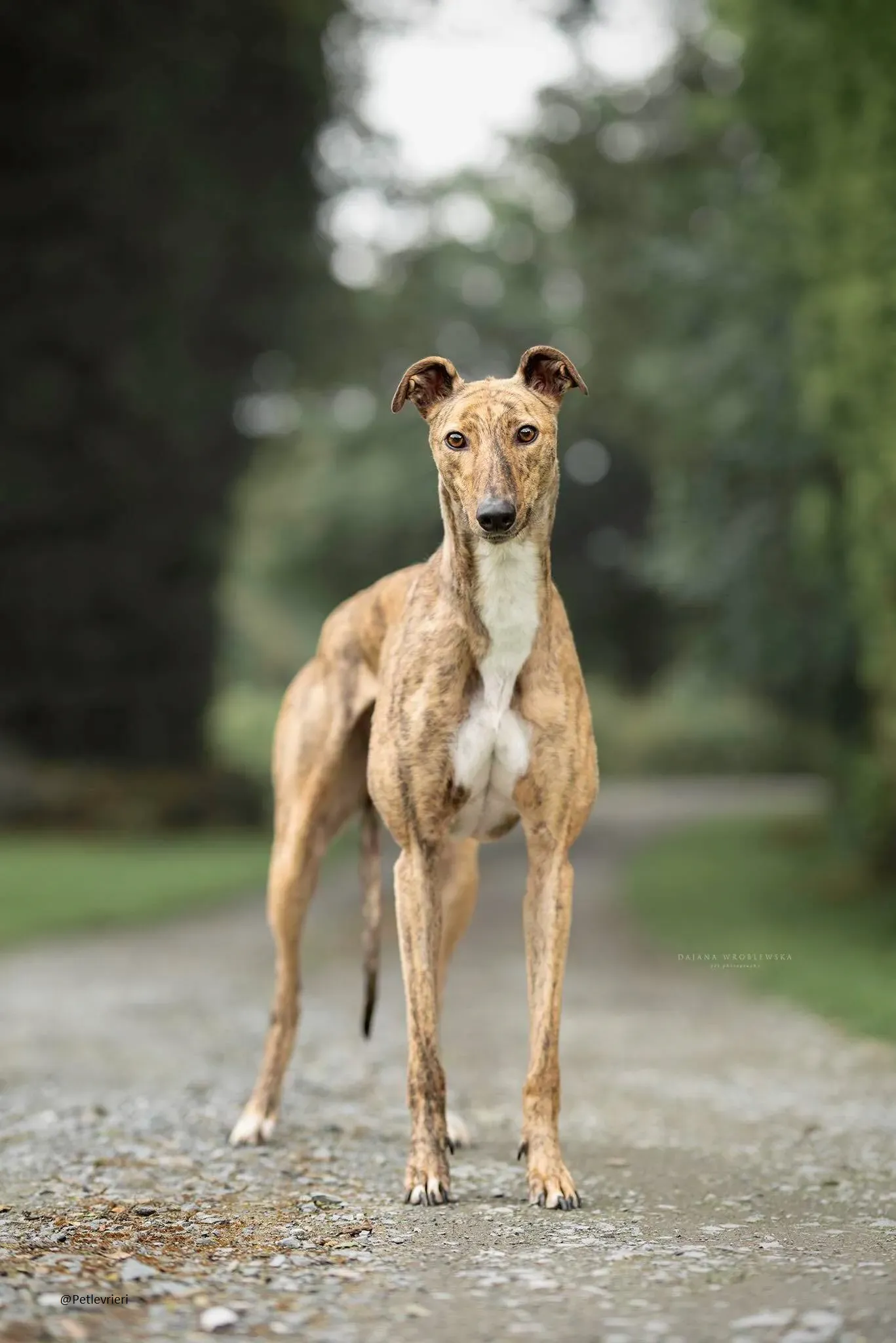 Lady greyhound pet.levrieri.adozione 3