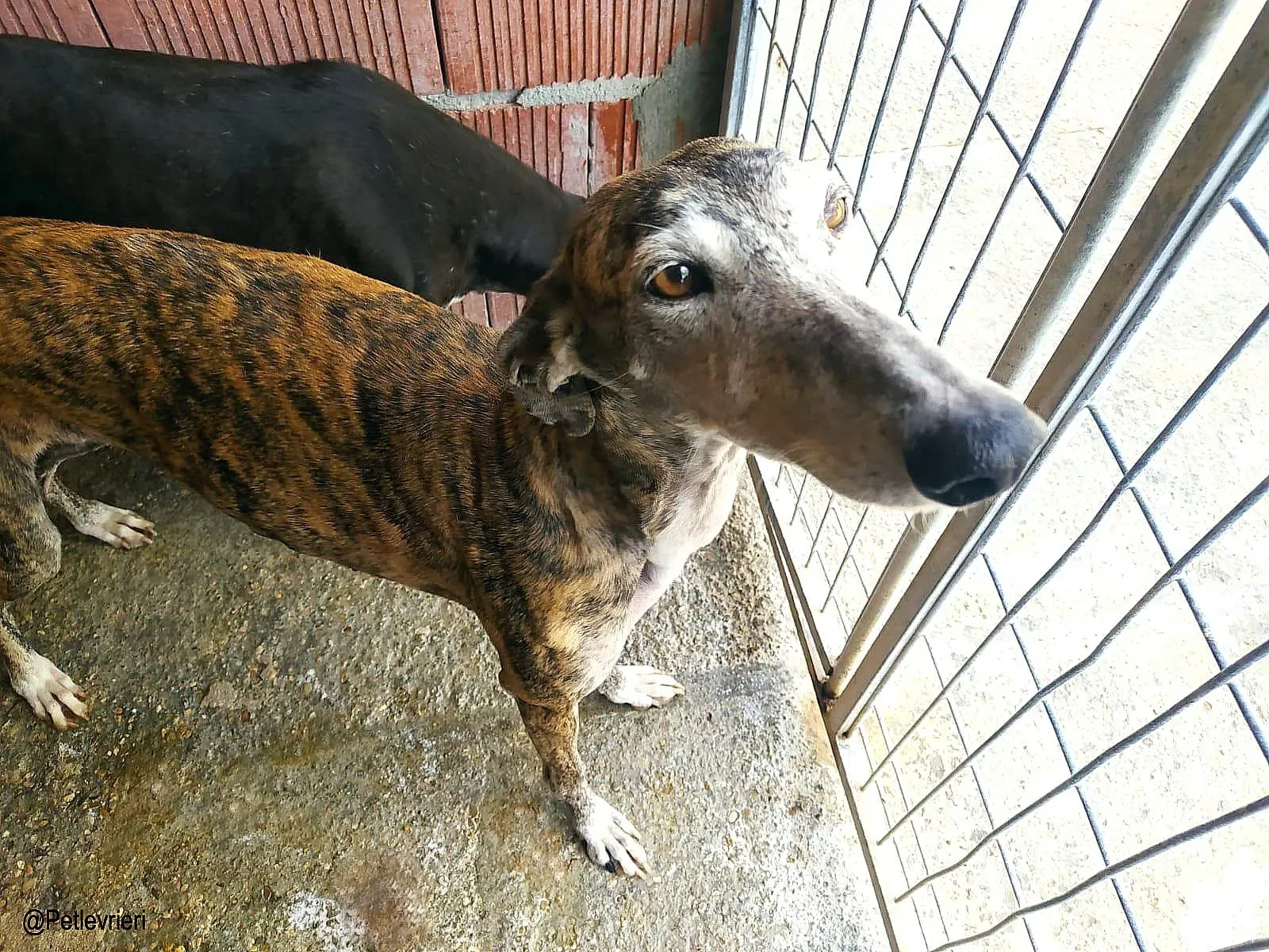 Lagartija chip888 adozione levrieri galgo 01