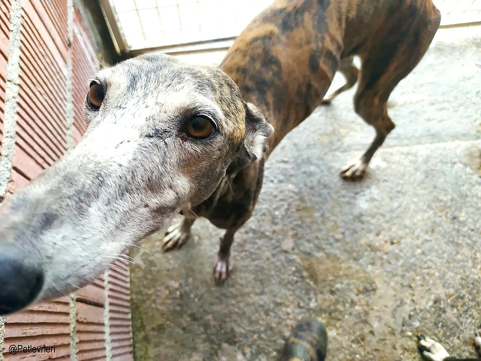 Lagartija chip888 adozione levrieri galgo 02