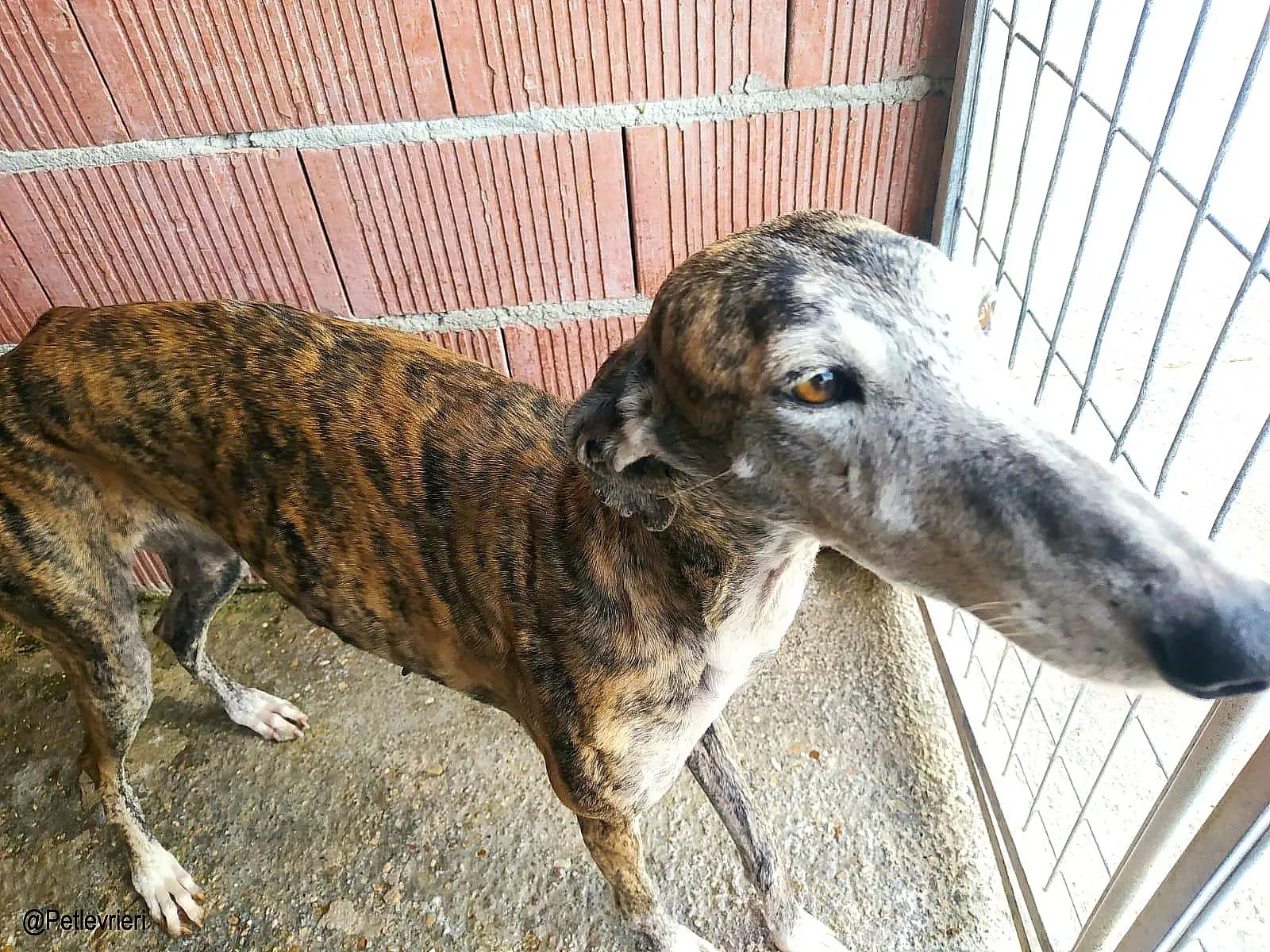 Lagartija chip888 adozione levrieri galgo 03