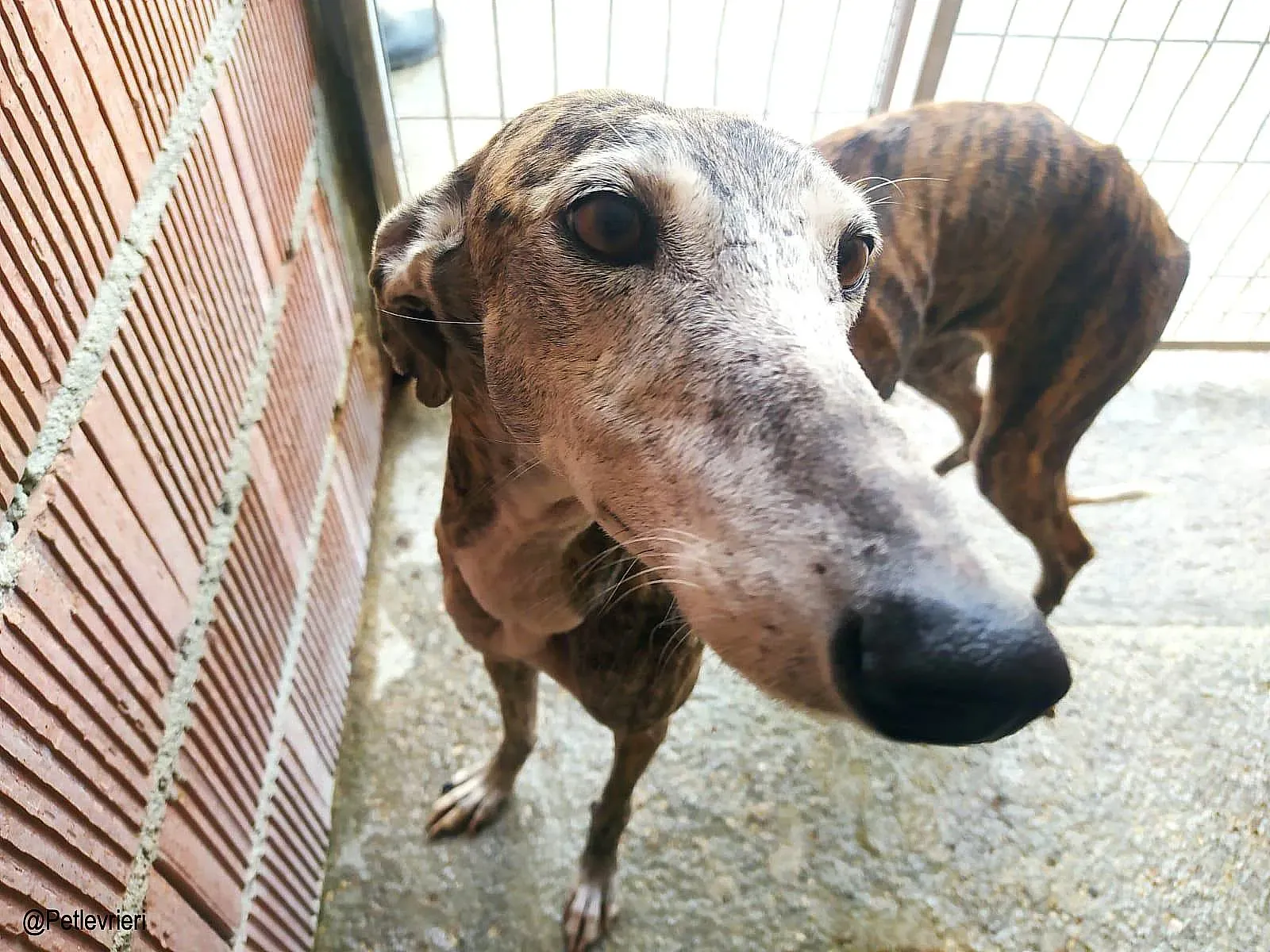 Lagartija chip888 adozione levrieri galgo 04