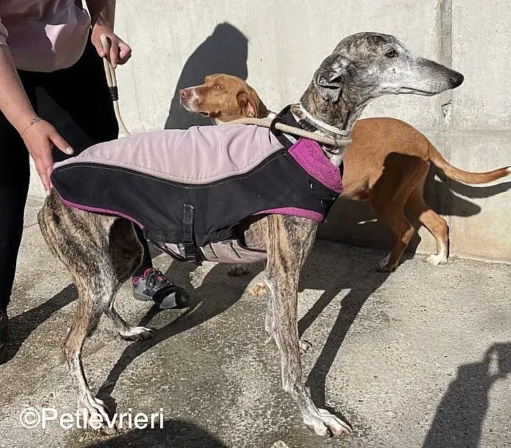 Lagartijachip888 adozione levrieri galgo 01