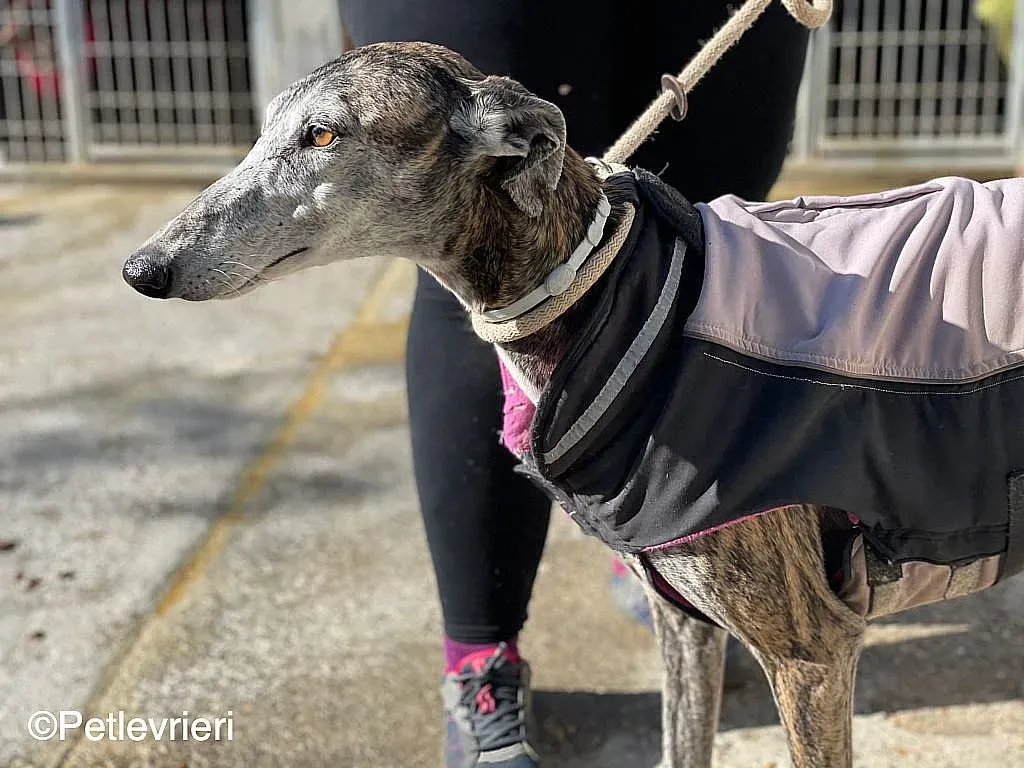 Lagartijachip888 adozione levrieri galgo 010