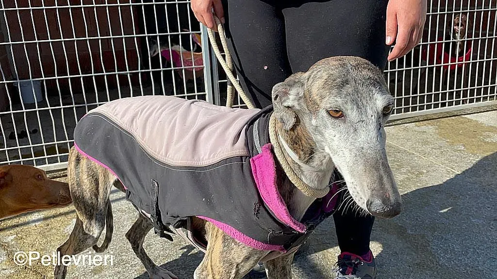 Lagartijachip888 adozione levrieri galgo 011