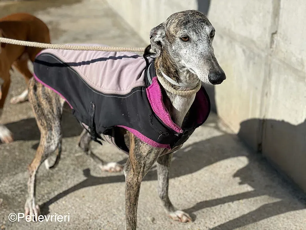 Lagartijachip888 adozione levrieri galgo 012