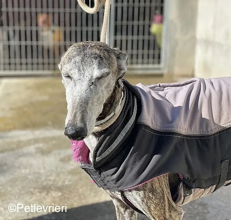 Lagartijachip888 adozione levrieri galgo 02