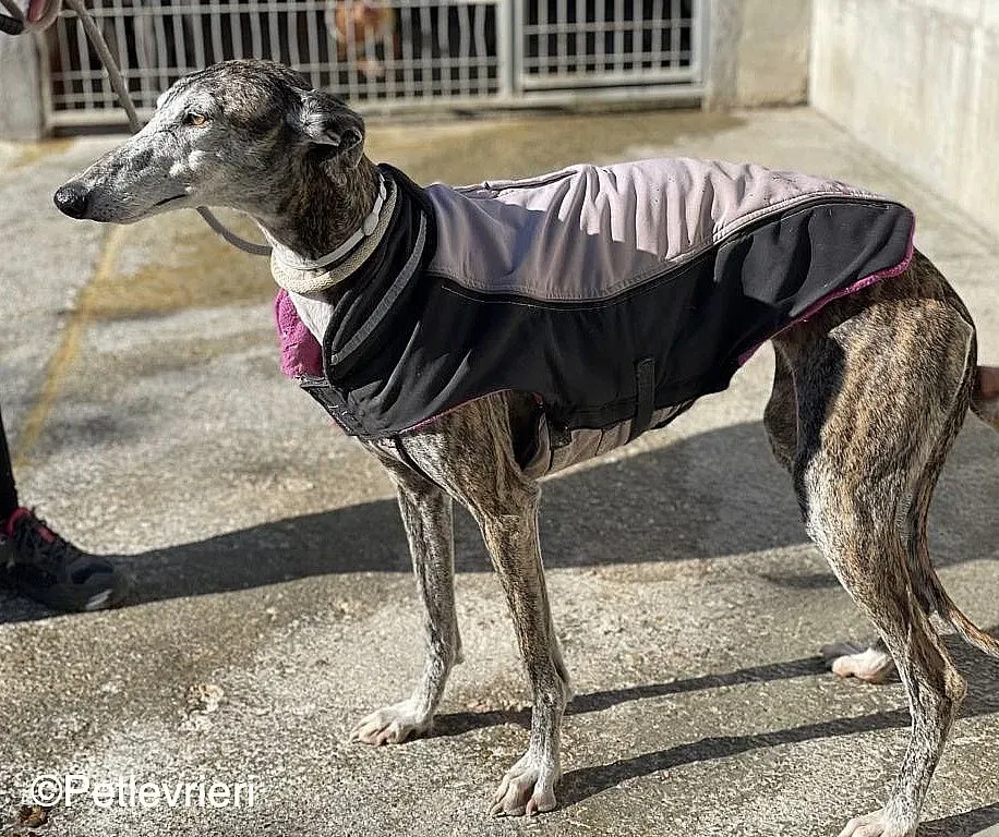 Lagartijachip888 adozione levrieri galgo 03