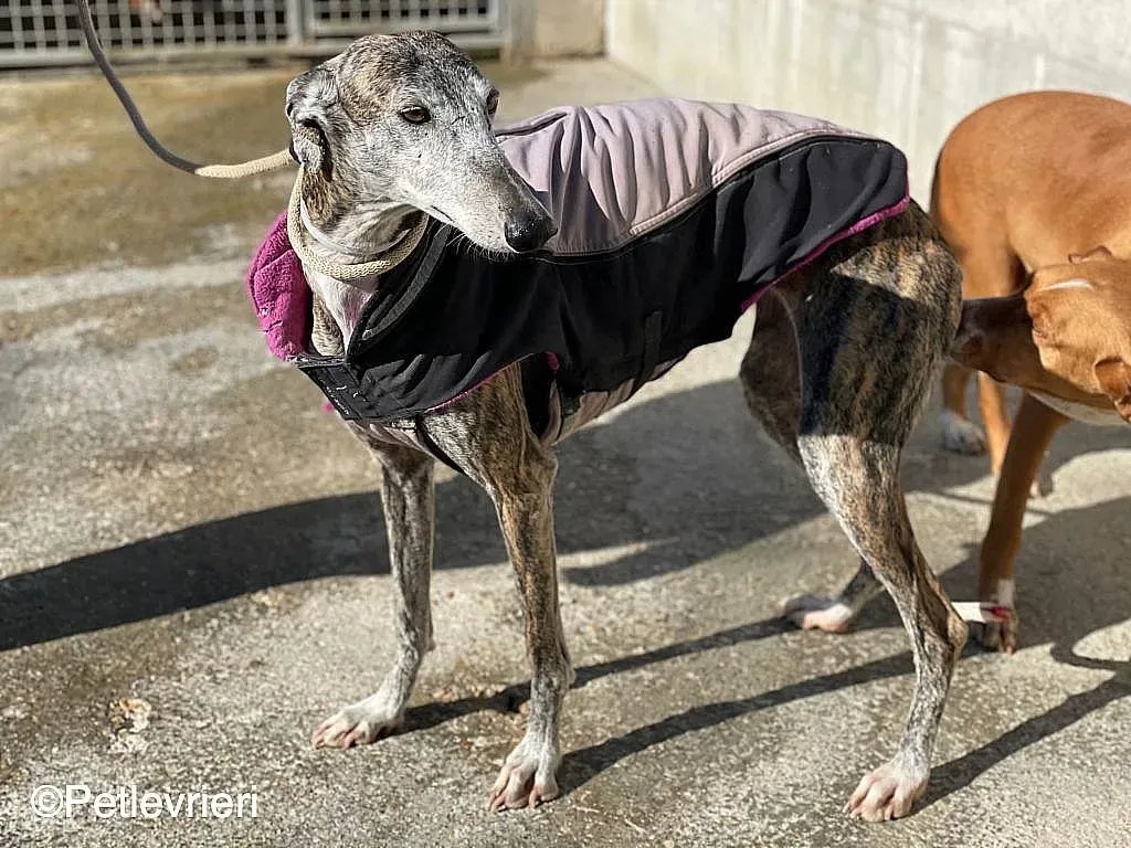 Lagartijachip888 adozione levrieri galgo 04