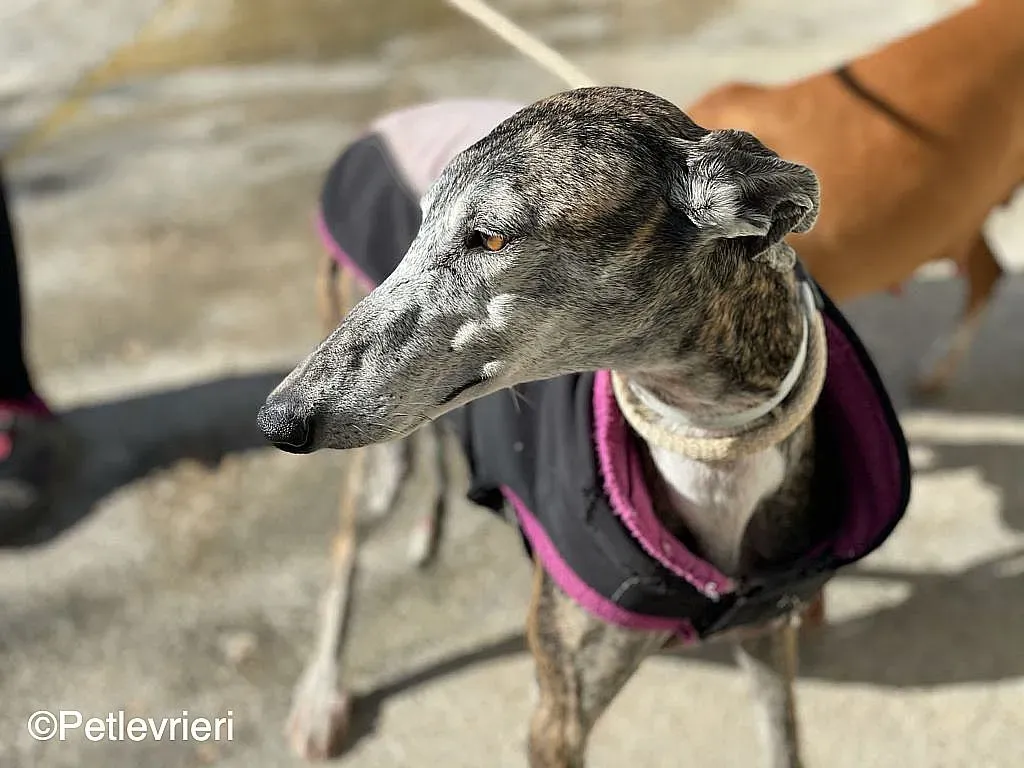 Lagartijachip888 adozione levrieri galgo 05