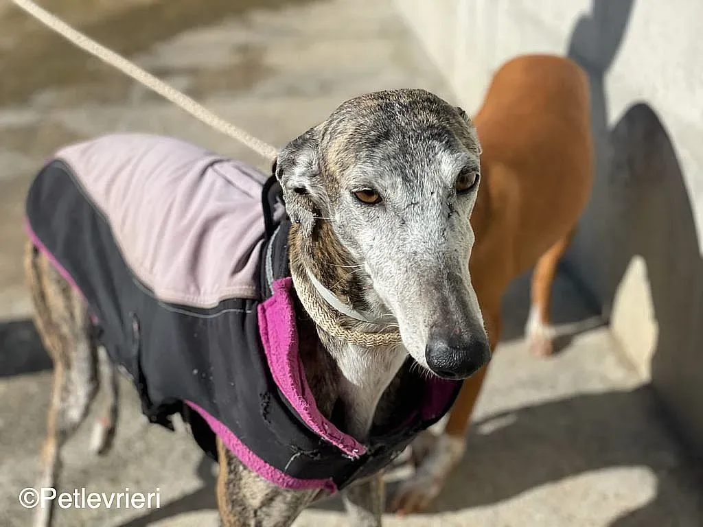 Lagartijachip888 adozione levrieri galgo 06