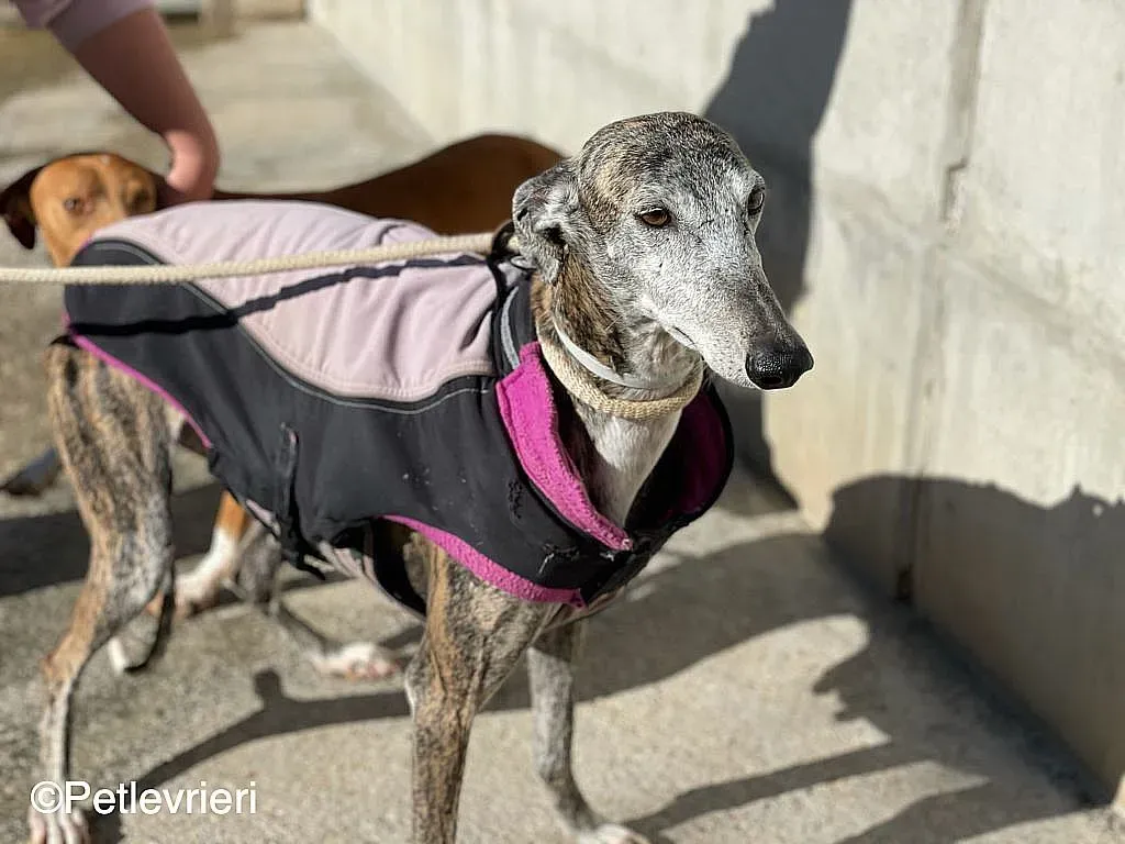 Lagartijachip888 adozione levrieri galgo 07