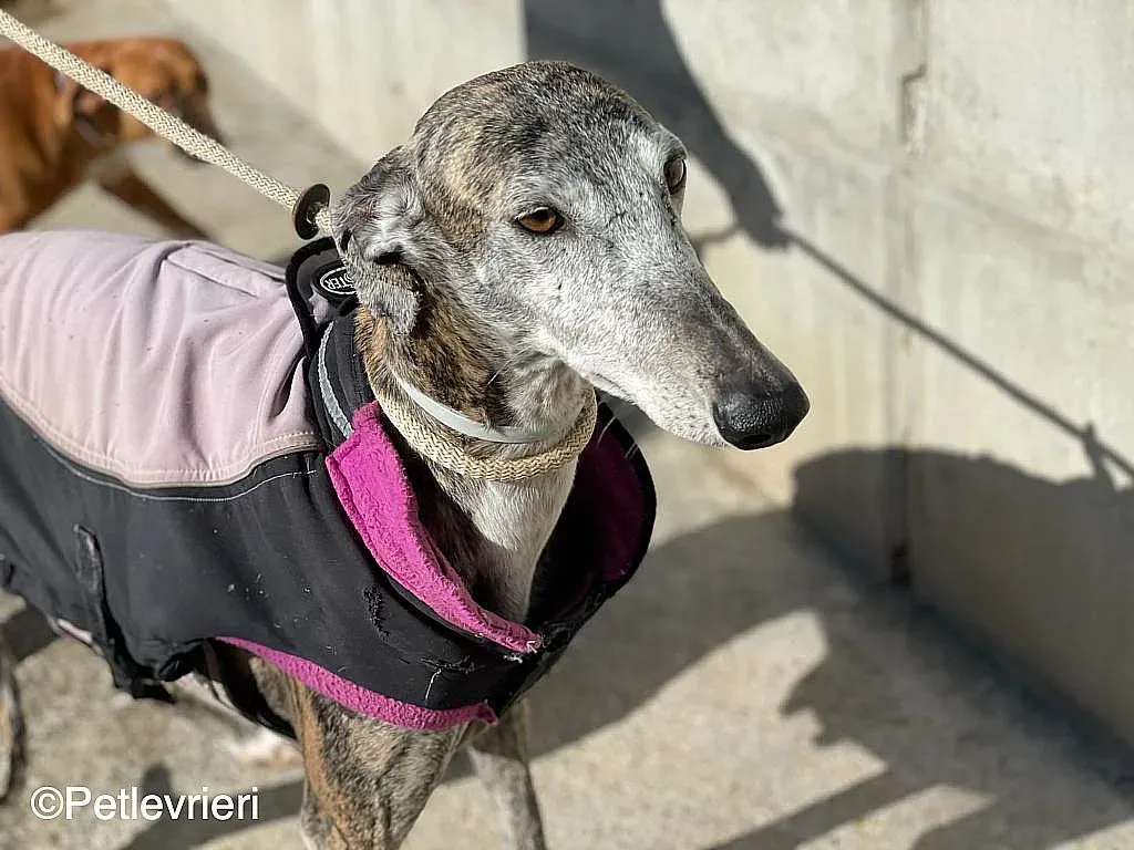 Lagartijachip888 adozione levrieri galgo 08