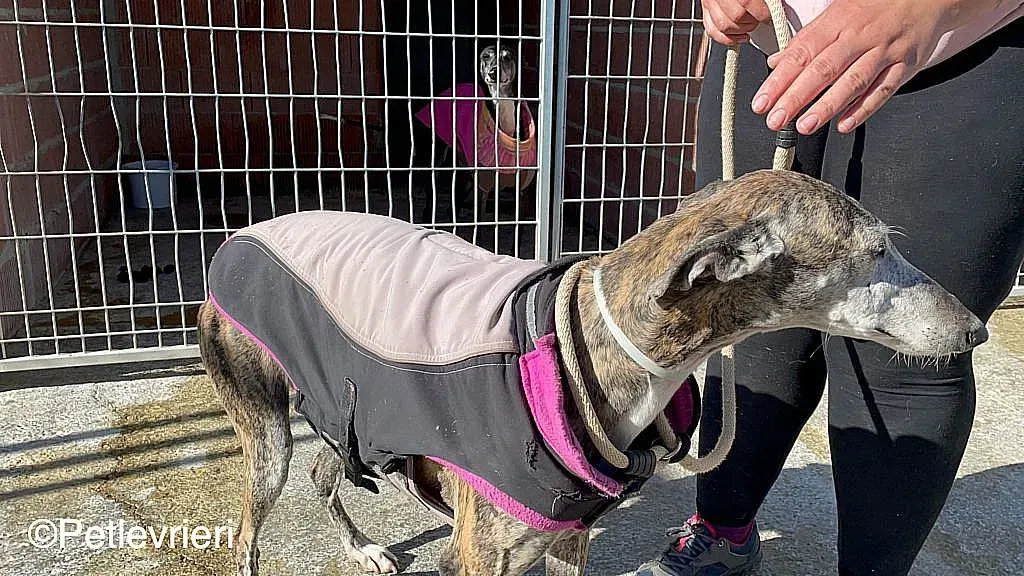 Lagartijachip888 adozione levrieri galgo 09