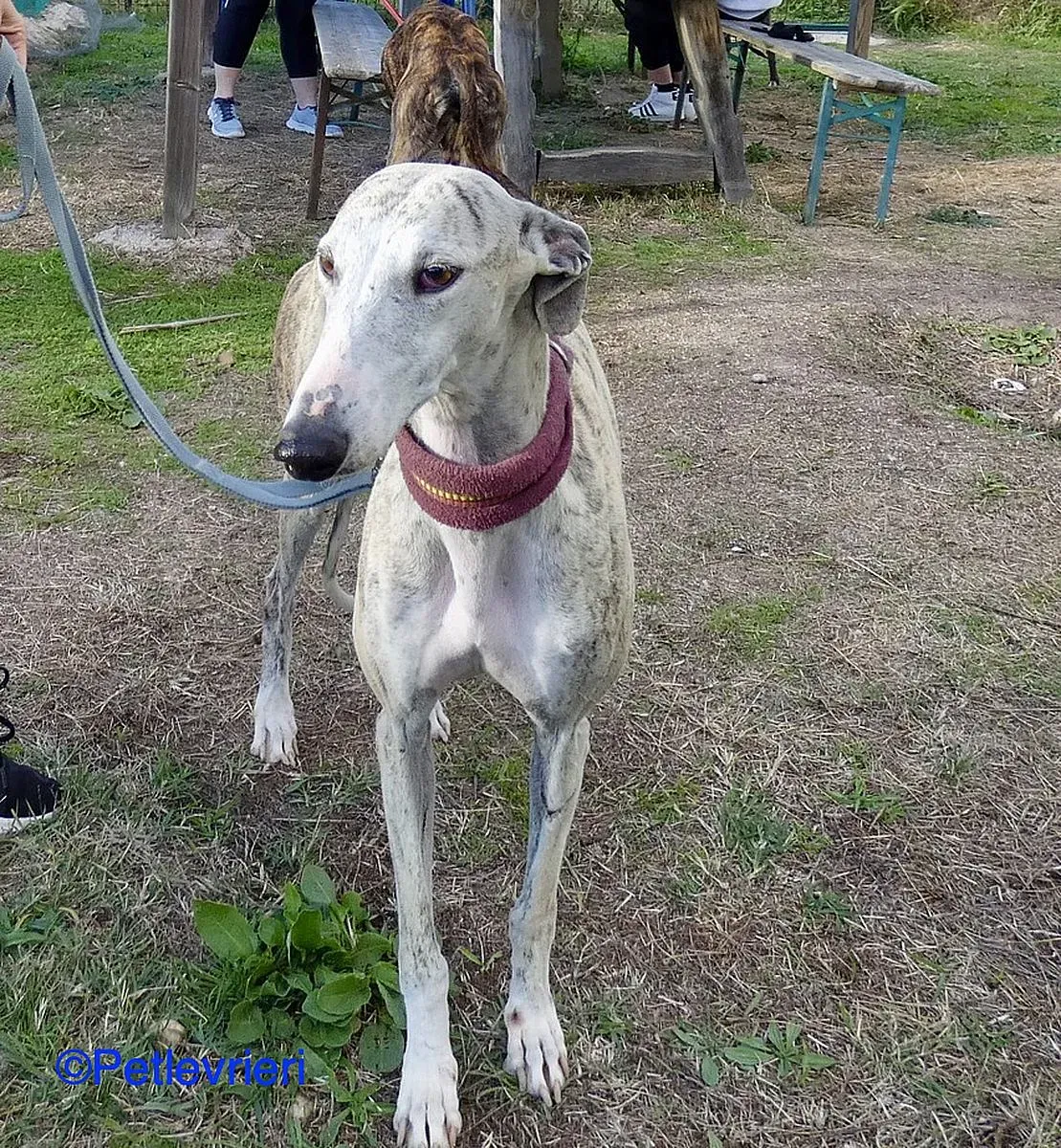 Lagertha adozione levrieri galgo 01
