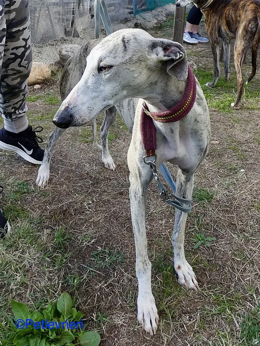 Lagertha adozione levrieri galgo 02