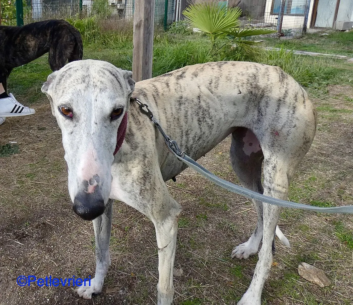 Lagertha adozione levrieri galgo 03