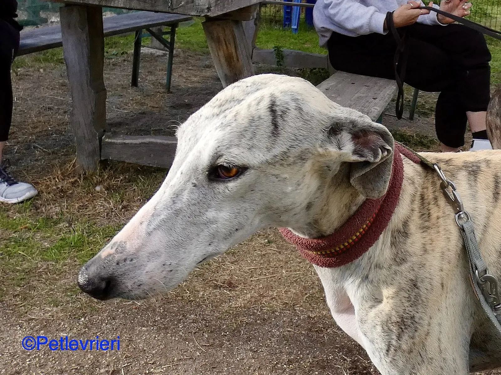 Lagertha adozione levrieri galgo 04