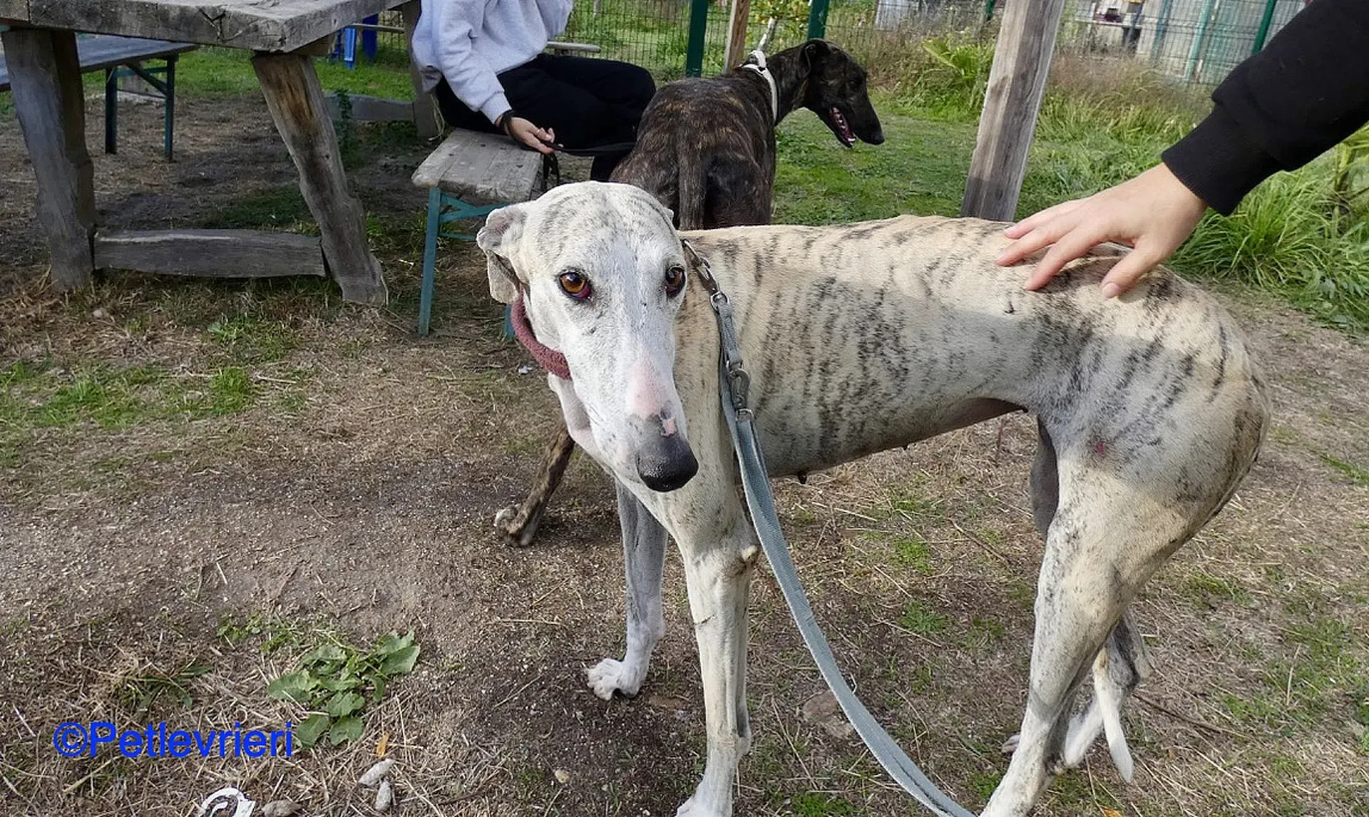 Lagertha adozione levrieri galgo 05