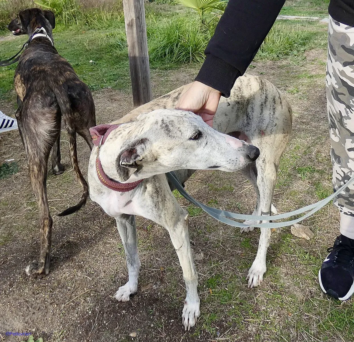 Lagertha adozione levrieri galgo 06