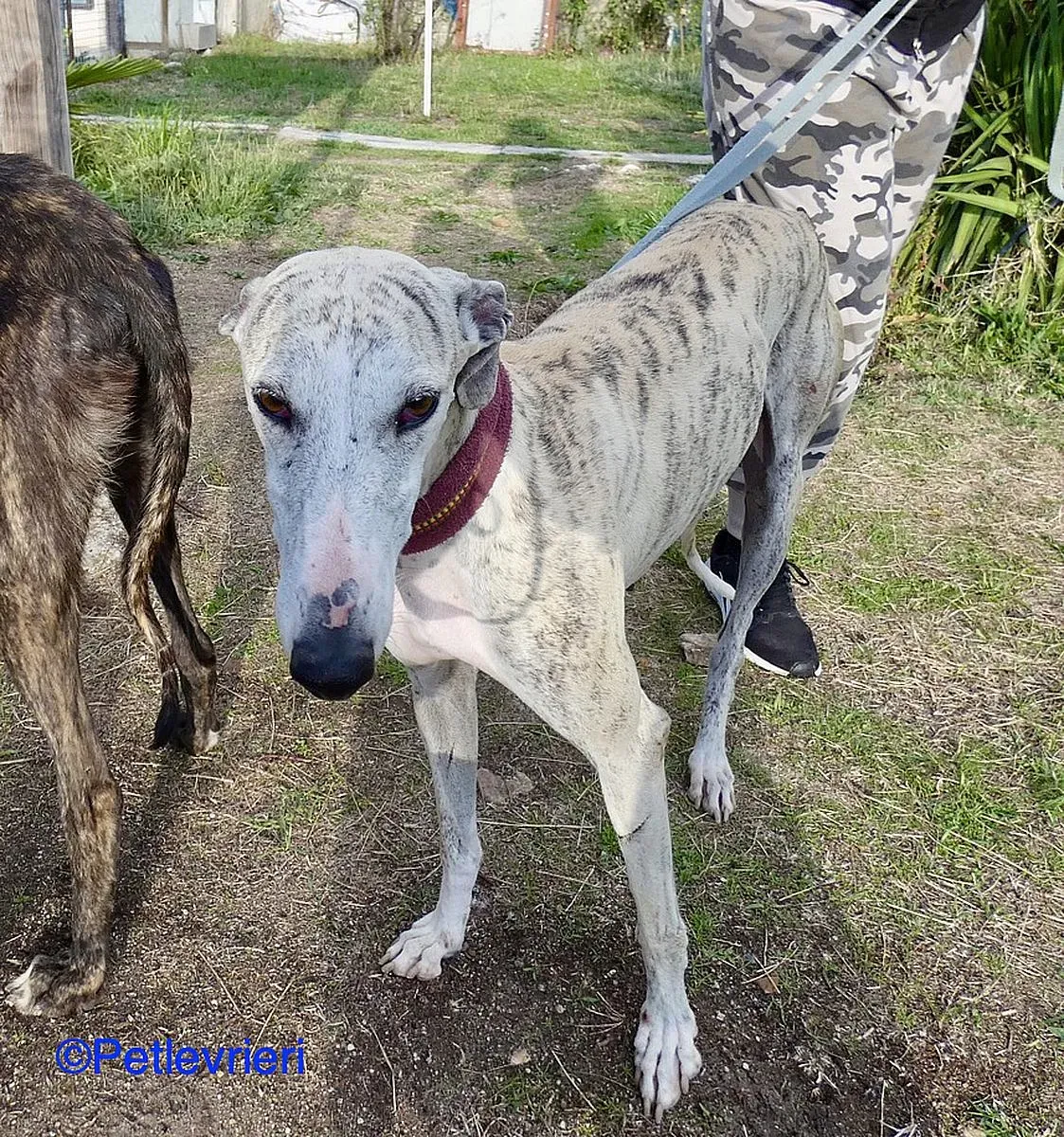 Lagertha adozione levrieri galgo 07