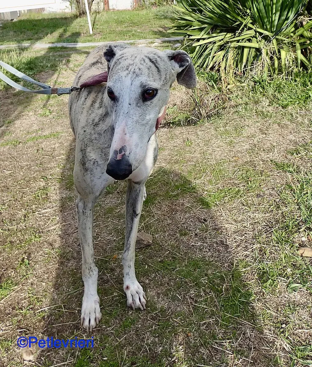 Lagertha adozione levrieri galgo 08