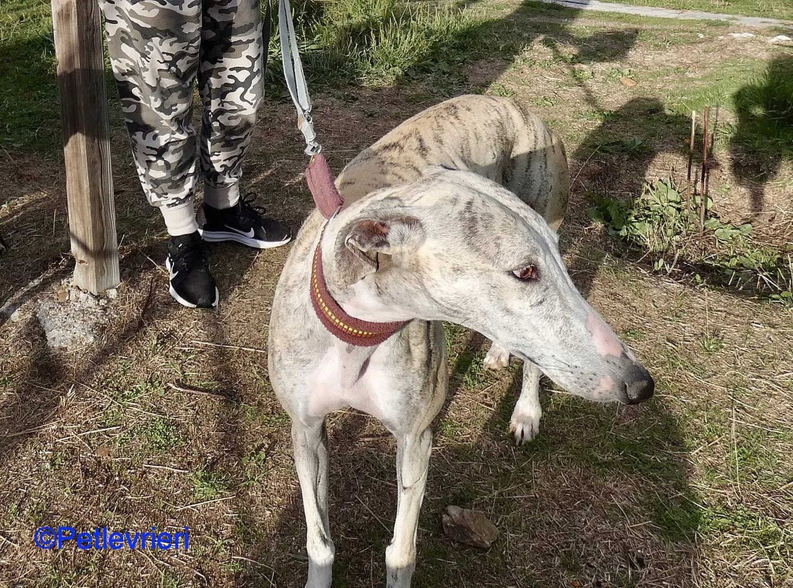 Lagertha adozione levrieri galgo 09