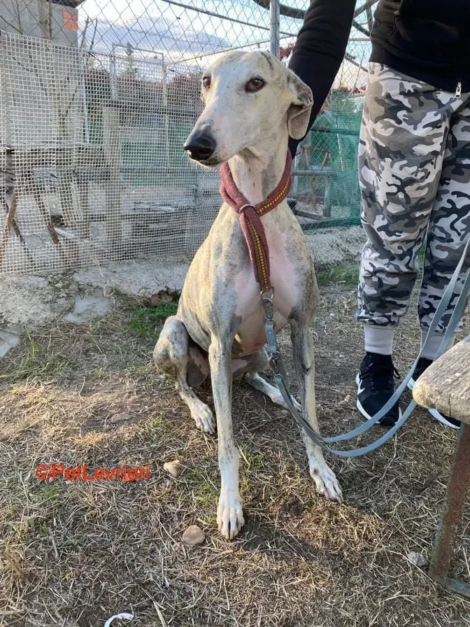 Lagertha adozione levrieri galgo 2