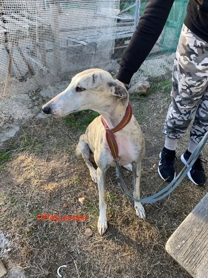 Lagertha adozione levrieri galgo 3
