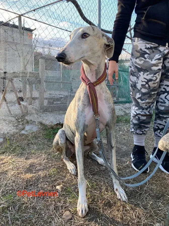 Lagertha adozione levrieri galgo 5